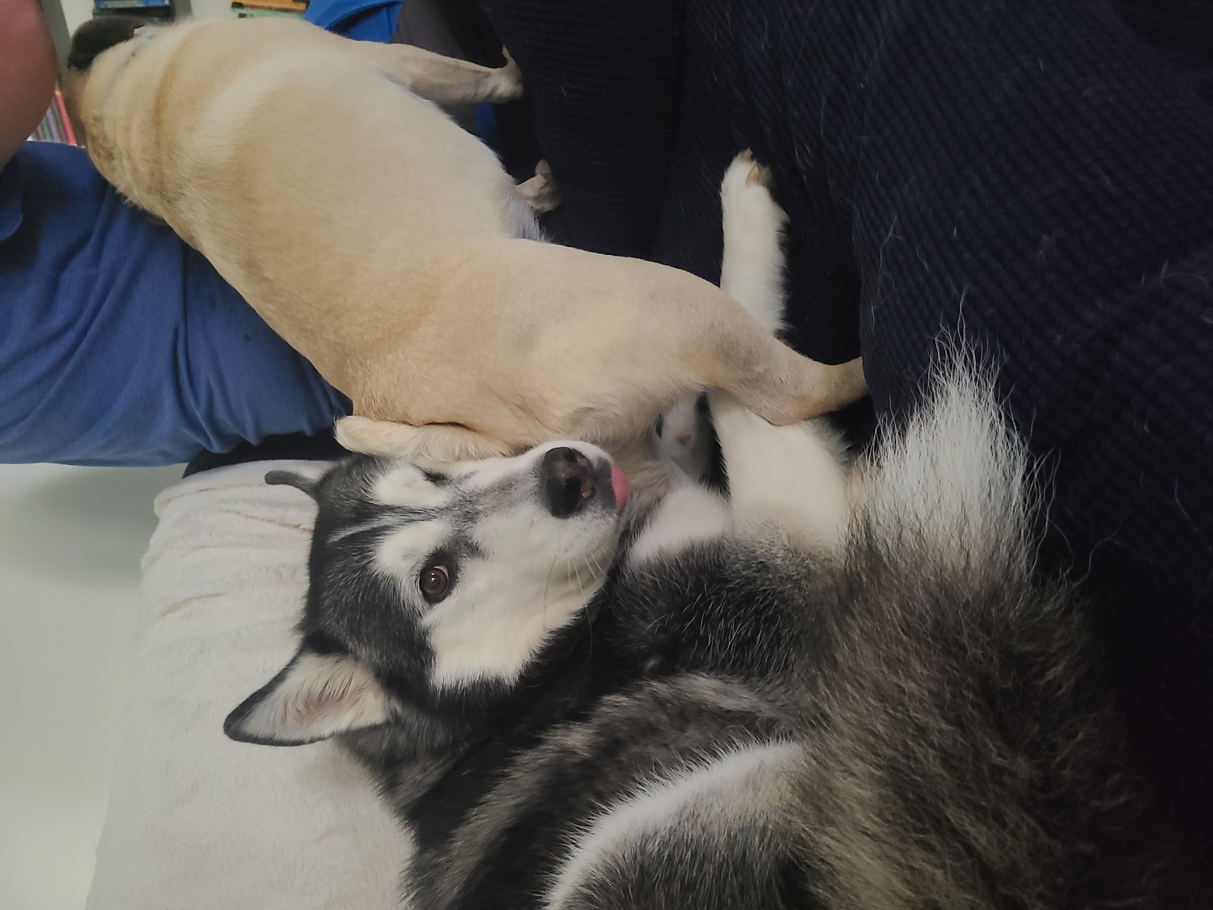 Nymeria leaning on Bean